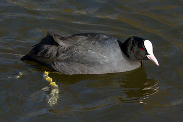 Image showing A coot is swimming