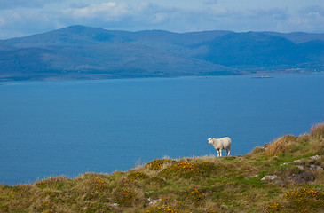 Image showing A typical Irish view