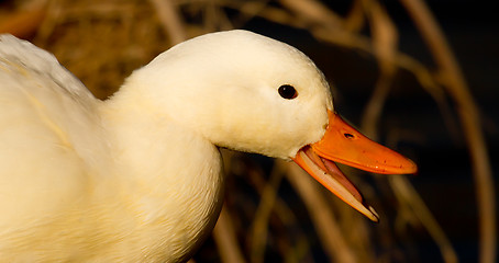 Image showing A white wild duck 