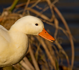 Image showing A white wild duck