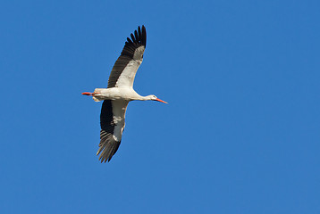 Image showing A stork in the air 