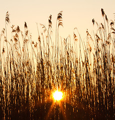 Image showing Sunset in the reeds