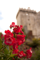 Image showing Garden at an Irish castle