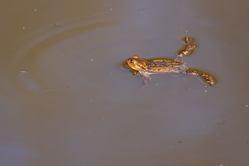 Image showing A brown frog in the water 