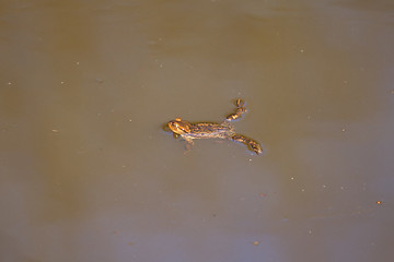 Image showing A brown frog in the water