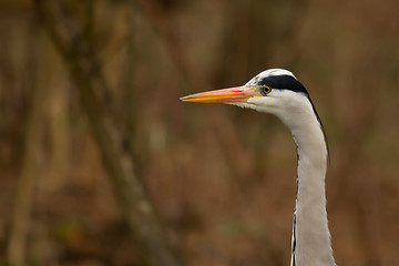 Image showing Great blue heron 