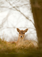 Image showing A fallow-deer