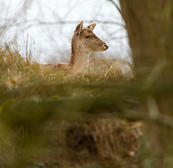 Image showing A fallow-deer