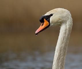 Image showing A graceful swan in a lake 