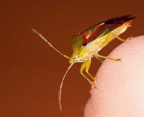 Image showing A bug on a finger