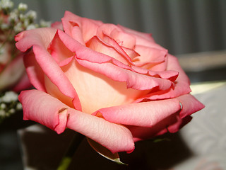 Image showing tea-rose