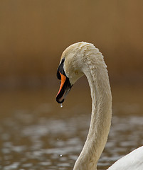 Image showing A graceful swan in a lake 