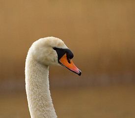 Image showing A graceful swan in a lake 