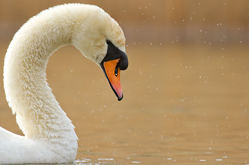 Image showing A graceful swan in a lake 