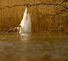 Image showing An eating swan