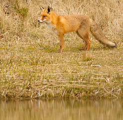 Image showing A fox in Holland