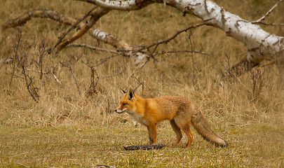 Image showing A fox in Holland