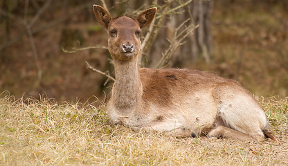 Image showing A fallow-deer