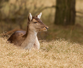 Image showing A fallow-deer