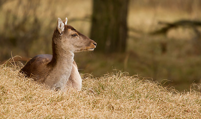 Image showing A fallow-deer