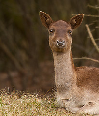 Image showing A fallow-deer