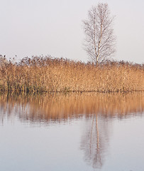 Image showing A tree and reeds at a lake