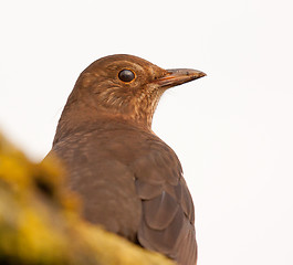 Image showing A blackbird is trying to hide