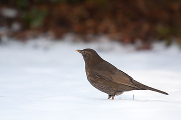 Image showing A blackbird in the cold snow