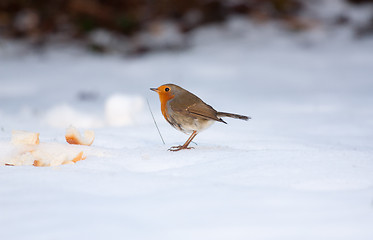Image showing Robin on frozen snow 