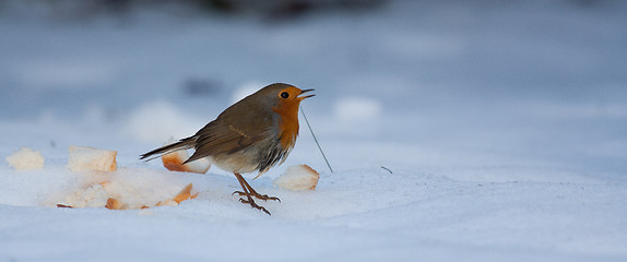 Image showing Robin on frozen snow 