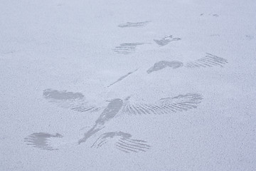 Image showing Print of bird on ice