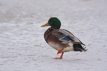 Image showing A wild duck on the ice