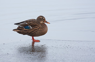 Image showing A wild duck on the ice