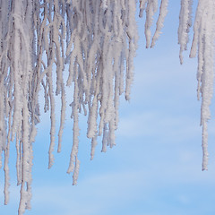 Image showing Hoarfrost on a tree
