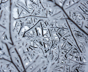 Image showing Hoarfrost on a tree