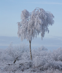 Image showing A tree full of ice