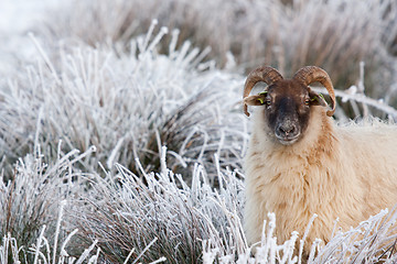 Image showing A sheep in a winter landscape