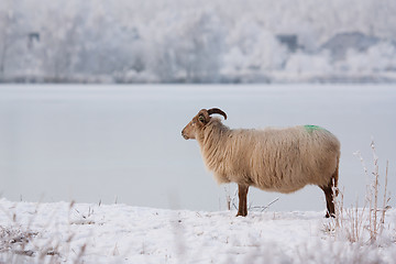 Image showing A sheep in a winter landscape