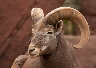 Image showing A goat in a zoo