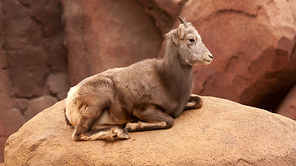 Image showing A goat in a zoo