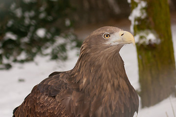 Image showing A close-up of an european eagle 