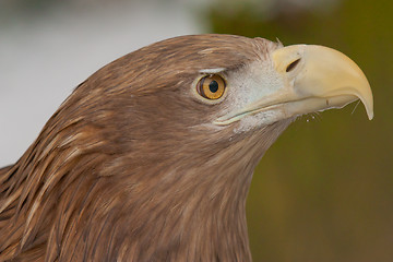 Image showing A close-up of an european eagle 