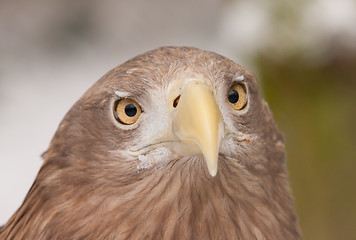 Image showing A close-up of an european eagle 