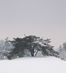 Image showing A tree in a very cold landscape 