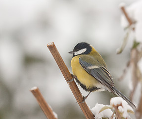 Image showing A blue tit in the snow 