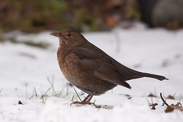 Image showing A blackbird in the snow
