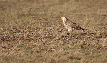 Image showing A buzzard in a field