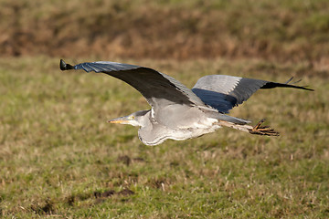 Image showing Great blue heron flying