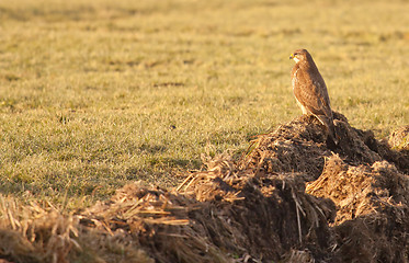 Image showing A buzzard in a field 