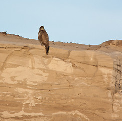 Image showing A buzzard on a sandy hill